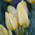 Tulip Single Late Antoinette