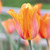 Colorful spring flowers featuring three blossoms of single late tulip El Nino with flared petals in a combination of yellow, deep orange and red.