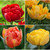 Tulip Assorted Double Bright Collection