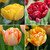 Tulip Assorted Double Bright Collection Tulip Assorted Double Bright Collection