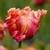A single blossom of the parrot tulip variety Amazing Parrot, showing the flower's feathered petals in tropical hues of pink, peach, salmon and gold.