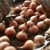 A large pile of smooth, brown tulip bulbs with a nearby garden trowel ready for fall planting.