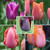 Tulip Assorted Single Dramatic Collection