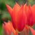 Tulip Lily Flowering Dutch Dancer