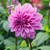 Dinnerplate dahlia Lilac Time, featuring one enormous flower with lilac-pink and violet petals.