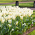 Early spring garden scene showing large planting of White Emperor fosteriana tulips in full bloom.