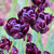 Tulip Double Late Black Hero