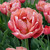 Single blossom of double late tulip Copper Image in garden showing peach and coral petals.