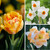 A collection of spring-blooming bulbs that features tulips and daffodils in complementary colors of white, peach and orange.