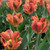 A garden bed filled with Artist viridiflora tulips showing the boldly colored flowers that combine orange, salmon and green.