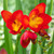 Bright red, fresh freesia flowers on a wiry green stem.