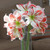 Amaryllis Single Amorice