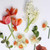 Five types of spring-blooming flowers on a white background, featuring daffodils Pink Charm and Delnashaugh, hyacinth Aiolos and tulip Apricot Impression.