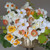 Close up of a daffodil flower arrangement featuring seven different varieties with an array of flower styles and colors.