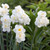 Double narcissus Cheerfulness in a spring flower garden, showing how this heirloom daffodil displays its clusters of creamy white blossoms.