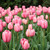 Tulip Darwin Hybrid Pink Impression