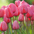 Multiple large pink tulips showing Darwin hybrid Pink Impression in garden setting.