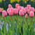 Darwin hybrid tulip Pink Impression in a garden, showing multiple flowers with soft pink exteriors and dark pink interiors.