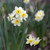Tazetta narcissus Minnow growing in a spring flower garden, showing this fragrant daffodil's clusters of miniature white and yellow flowers.