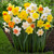 Two dozen white, yellow and orange daffodil blossoms, showing a wide range of varieties with different flower styles and colors to ensure a long season of spring blooms.