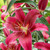 Deep red Oriental lily Montezuma, showing the flower's satiny petals and rich color.