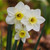 Close up of a single flower cluster of Jonquilla narcissus Silver Smiles, showing this daffodil's sweet little blossoms with white petals and short, pale yellow cups.