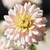 Decorative dahlia Diana's Memory in a sunny summer garden, showing one 5" diameter blossom with cream and blush pink petals and a pale yellow center.