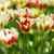 A mass planting of Viridiflora tulip Flaming Spring Green, showing how the blossoms open wide on sunny days to accentuate their white, red and green markings.