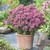 Sedum Telephium Munstead Dark Red