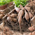 Clumps of dahlia tubers in a rustic wood crate, ready to be planted in a spring flower garden.