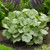 Heuchera Silver Dollar