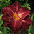 Daylily Burgundy Love