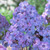 Phlox Paniculata Blue Paradise