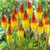 Kniphofia Flaming Torch