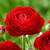 A brilliant red ranunculus flower, featuring the variety Tomer Red.