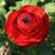 Ranunculus Tomer Red (Fall)