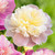 Peony Lactiflora Lady Alexandra Duff