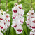 Gladiolus Fiorentina displaying its ruffled, all-white florets with burgundy centers.