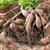 Clumps of dahlia tubers in a rustic wood tray, ready for spring planting and showing how each clump has a stem, neck and sprouts.