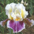 Side view of bearded iris Dawn Eternal, showing the flower's large, white and yellow standards and violet-purple falls.