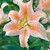 Oriental lily Salmon Star, showing this variety's extra large flowers with white petals and gold, pale orange to salmon-pink markings.