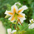 Species lily Lady Alice, showing the flower's white, reflexed petals, orange center and dark freckles.