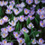A mass planting of the purple and white striped crocus Pickwick, blooming in an early spring garden.