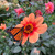 Single Dahlia HS Date attracts butterflies monarch butterflies.