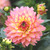 Close up of one blossom of the border dahlia Gallery Pablo, showing the flower's soft, peach-pink and pale yellow color.