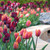 A large and striking spring display of tulips around a patio, featuring a combination of two types of Triumph tulips, orange Jimmy and burgundy Ronaldo.