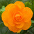 An orange double flower of upright tuberous begonia Nonstop Apricot.