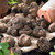 Dozens of begonia tubers on a table, ready for spring planting in a garden or container.