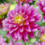 Dahlia Border Decorative Gallery Rembrandt