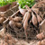 Clumps of dahlia tubers in a low wooden crate, showing how each clump has a stem, neck, tubers and sprouts.